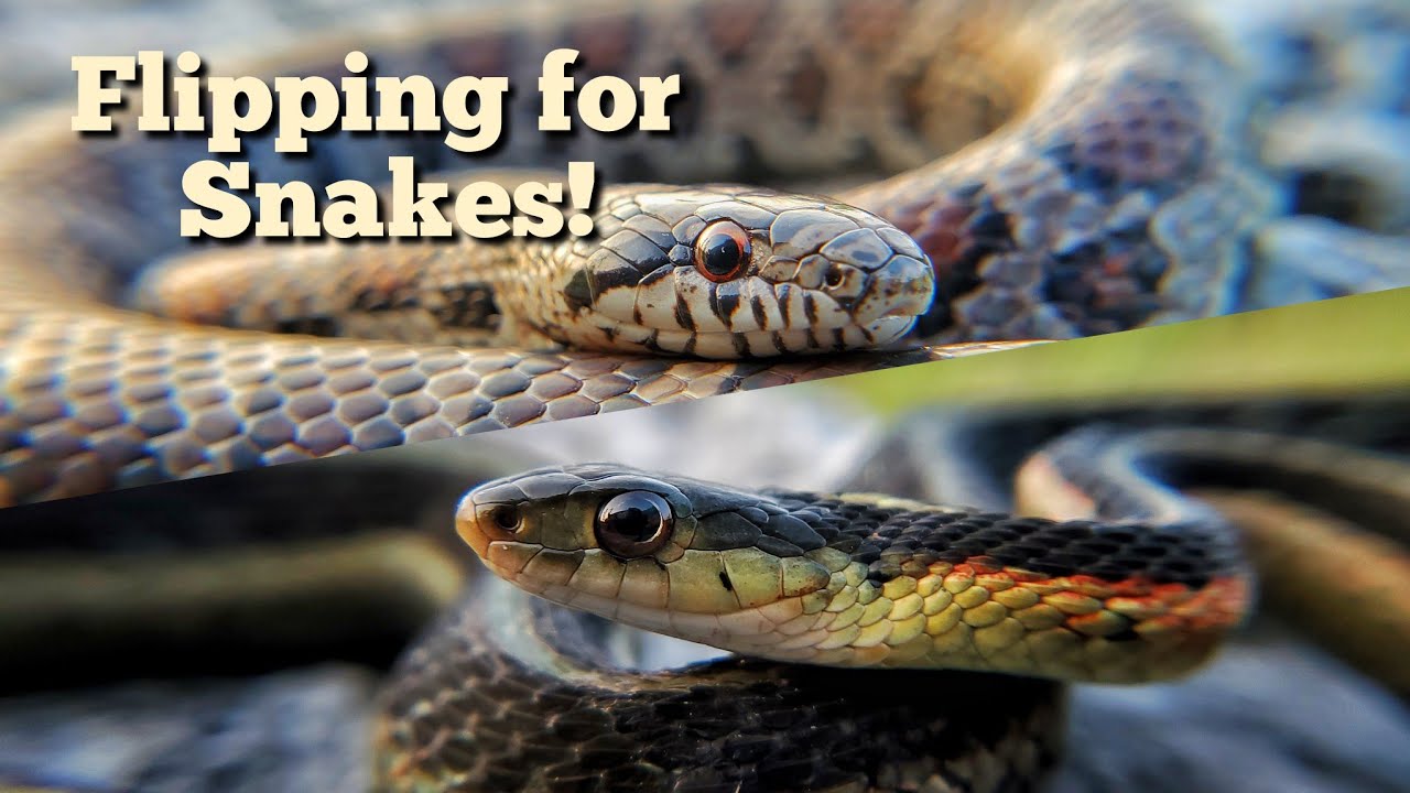 Flipping for snakes! Herping Northeastern Ohio. - YouTube