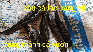 Câu cá lóc bằng vịt trúng mánh hốt trọn ổ |Phương fishing , hunting trap # tập 14