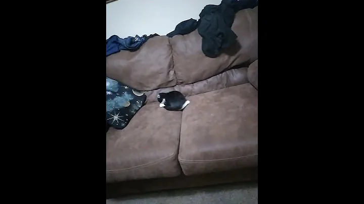 Castor chases her tail. good job castor!