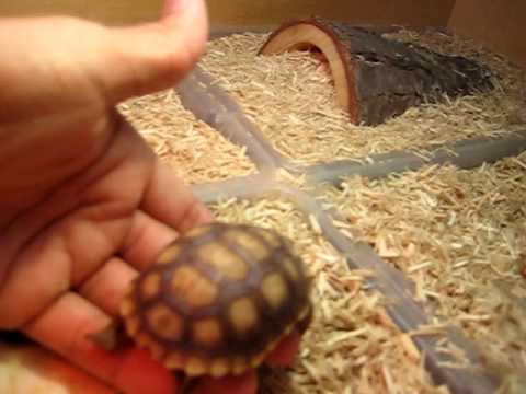 Californian Desert Tortoise Diet