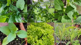 Update on my kitchen garden||Wokha vegetables growing in Germany 🇩🇪 🙂