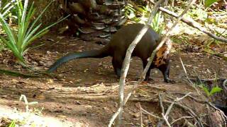 Giant otter of the Pantanal