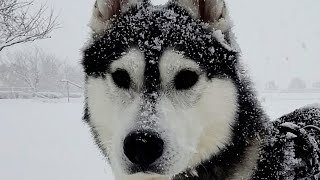 大雪で犬が散歩に限界を感じ別人になって帰宅。