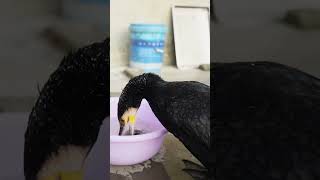 Cormorants Eat A Fish In Seconds