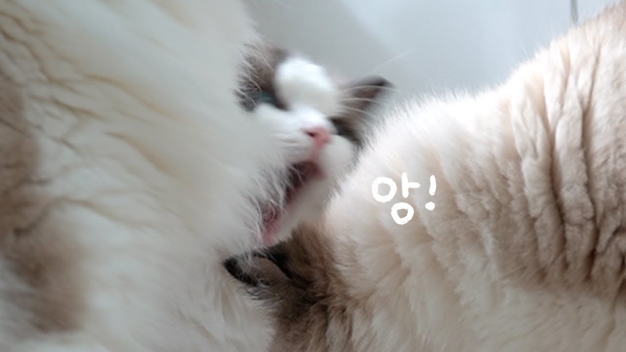 야! 왜 애를 물어?