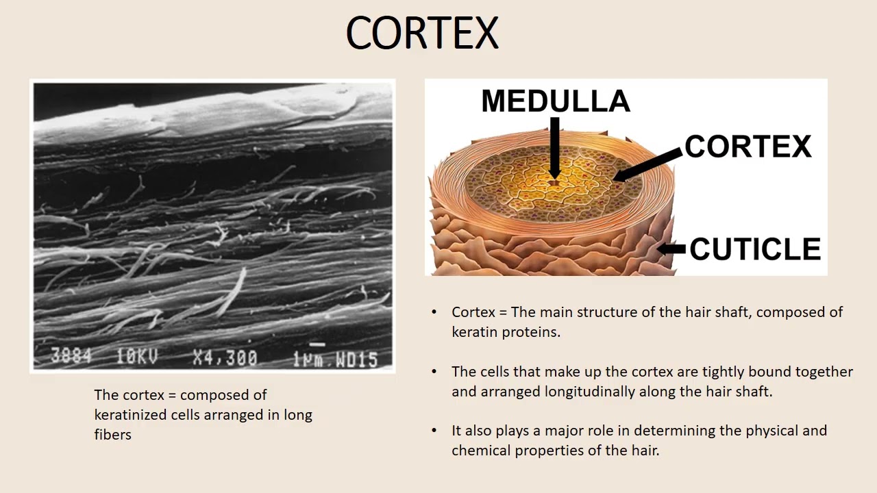 Structure of the Hair Shaft