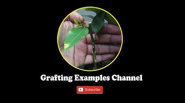 Grafting Trees | Air Layering Fruit Tree | Stem Cuttings  | Video Tutorial | Grafting Examples