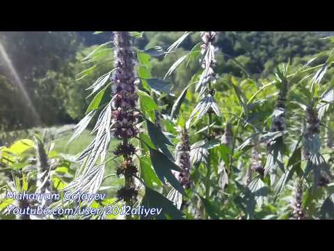 Video: Spirea Nə Vaxt Nəql Edilməlidir: Yayda Və Payızda Başqa Bir Yerə Köçürmə Mərhələləri. Yetkin Bir Bitkini Necə Köçürmək Olar?