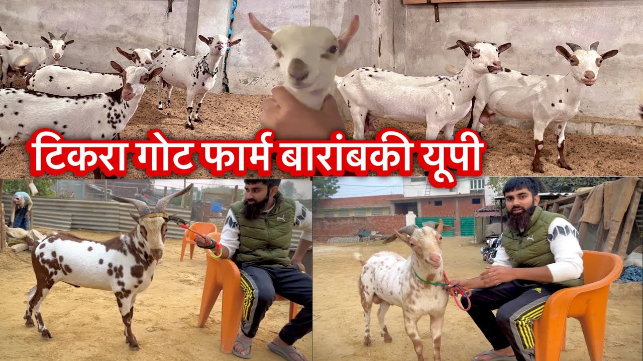 भारत कि सबसे खूबसूरत बरबरी बकरी यहां मिलती हैं || Tikra Barbari Goat Farm Barabanki UP