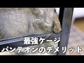 デグー(degu)！買ってからわかったパンテオンのデメリット