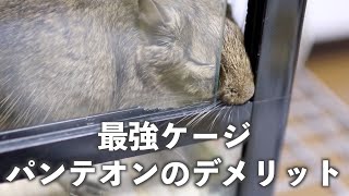 デグー(degu)！買ってからわかったパンテオンのデメリット
