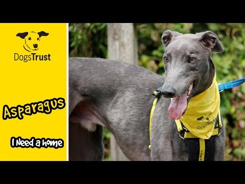 asparagus-is-a-very-affectionate-greyhound-&-loves-his-toys!-|-dogs-trust-bridgend