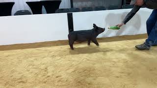 85-3 x gilt
