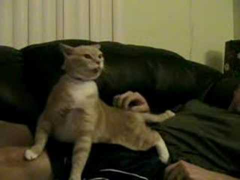 Horny Cat - YouTube