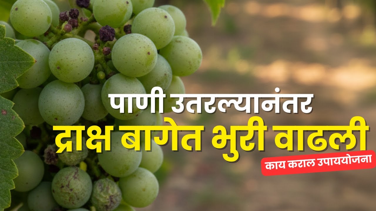 द्राक्ष घडात पाणी उतरल्यानंतर भुरी नियंत्रण | Powdery Mildew Management | 7 शास्त्रीय उपाय