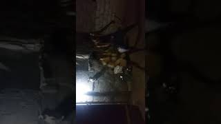 Lachimi na chini lachimi dance in nayakapudu VPR