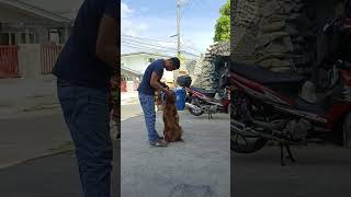 Basic Training For Dog / Golden Retriever by Queen & King Travels & Vlogs 3 views 3 months ago 9 minutes, 51 seconds