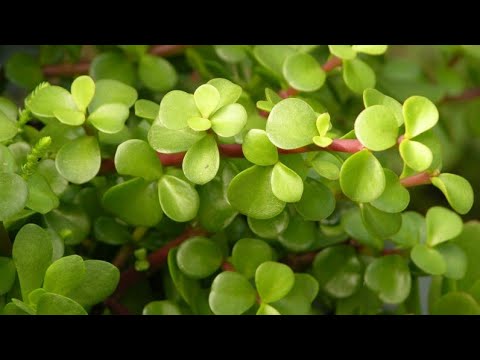 فيديو: Salsify حصاد النباتات - تعرف على كيفية ووقت حصاد جذور التصلب