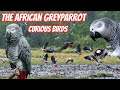 African Greyparrot - Graupapagei (Psittacus erithacus)