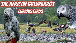 African Greyparrot  Graupapagei (Psittacus erithacus)