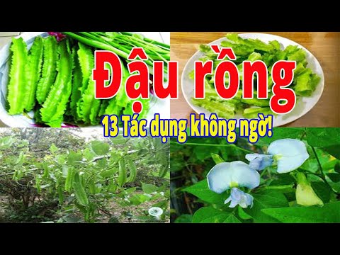Video Tác dụng của đậu rồng - 13 công dụng của đậu rồng và... - youtube