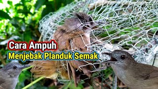 Jebakan Burung Pelanduk Semak Super Ampuh (Tidak Merusak Bulu Burung)