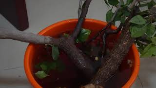 Starting a Bougainvillea bonsai is simple | Propagate THICK Bougainvillea cuttings | Bonsai Tutorial