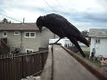 Crow talk