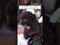 She Thought It Was a Kitten… But It Was a Black Panther । #shorts #rescueanimals