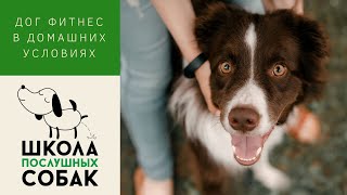 Дог фитнес в домашних условиях. Урок 1. Дог фитнес в домашних условиях. Урок 1.