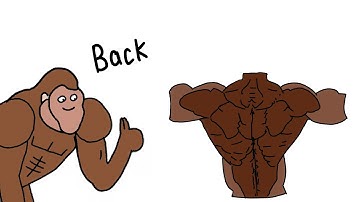 How To Get Big Back Explained By Ape