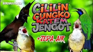 MASTERAN JERNIH TERBAIK BURUNG JUARA | SATU JALUR   JEDA TERAPI AIR