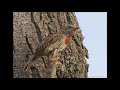 Red-throated Wryneck pair calling