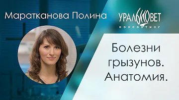 Болезни грызунов. Анатомия. Маратканова Полина #убвк_экзотические_животные