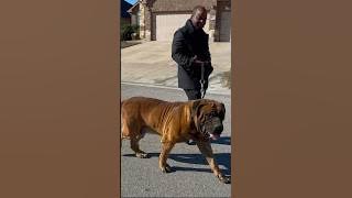 Akbar 213lbs Boerboel, 33 Inches Tall. The Largest #boerboel in the World. #bigdog #canecorso #dog