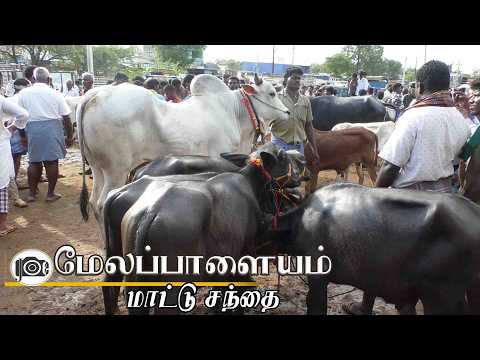 Melapalayam mattu santhai | மேலப்பாளையம் மாட்டு சந்தை by Joe tv tirunelveli