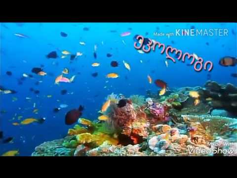 ეკო კლუბი ეკოლოგი-ჩვენი პატარა ვიდეო