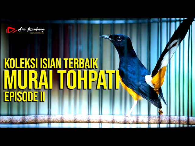 KOMPILASI MASTERAN TEMBAKAN TOHPATI epsd II cocok buat masteran murai apapun | shama bird class=