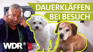 Wenn Hunde Gäste verbellen: So beruhigt man sie langfristig | Hunde verstehen | S06/E01 | WDR