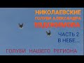 Голуби в небе. В гостях у Александра Евдокимова Часть 2. Голуби нашего региона Pigeons of our region