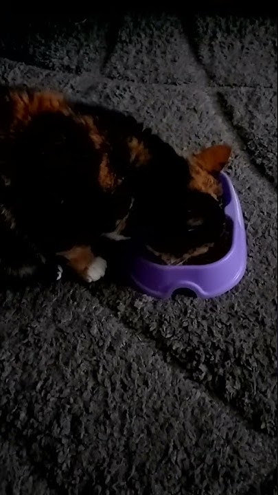 Самая красивая кошка 🐱 характер волчий ️ - YouTube