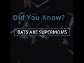 Did You Know? Bats are Supermoms! Did You Know? Bats are Supermoms!