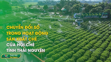 Chuyển đổi số trong hoạt động sản xuất chè của Hội Chè tỉnh Thái Nguyên | Thái Nguyên TV