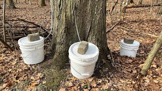 Tapping Trees for 2024 Maple Syrup Season by Living Our American Dream 695 views 2 months ago 9 minutes, 59 seconds