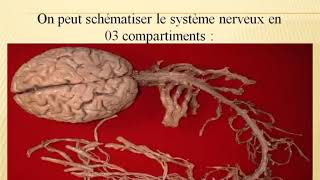 Examen Neurologique Pr BOUCHETARA