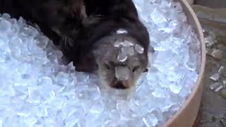 Otters Chill in Ice Bath to Keep from Overheating at Oregon Zoo