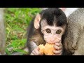 WOW! Baby Monkey Just ages 1 week ago but want to eat food