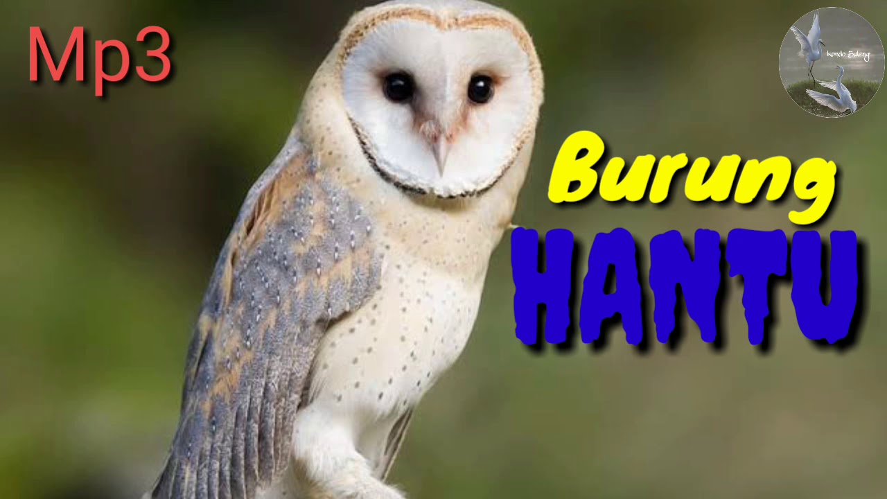 Suara Burung Hantu Youtube