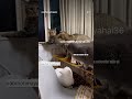 bach gaye aj🤣#funny#comedy#trending#video#new#viralvideo#youtubeshorts#shorts#cat#cute#reels#love
