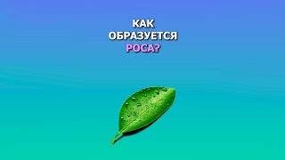 Как образуется роса?